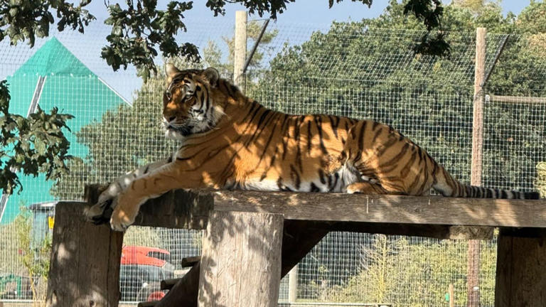 One witness described how they saw the tiger's composure change. Image: Anthony Hunt