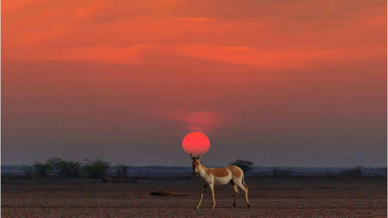 This white desert in India turns silver under the moon