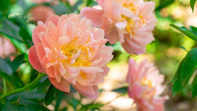 What peonies need in October – 6 easy tasks to prepare for winter and ...