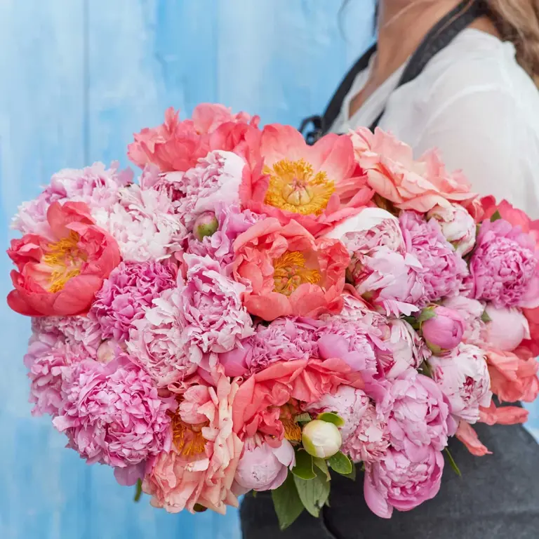 What peonies need in October – 6 easy tasks to prepare for winter and ...