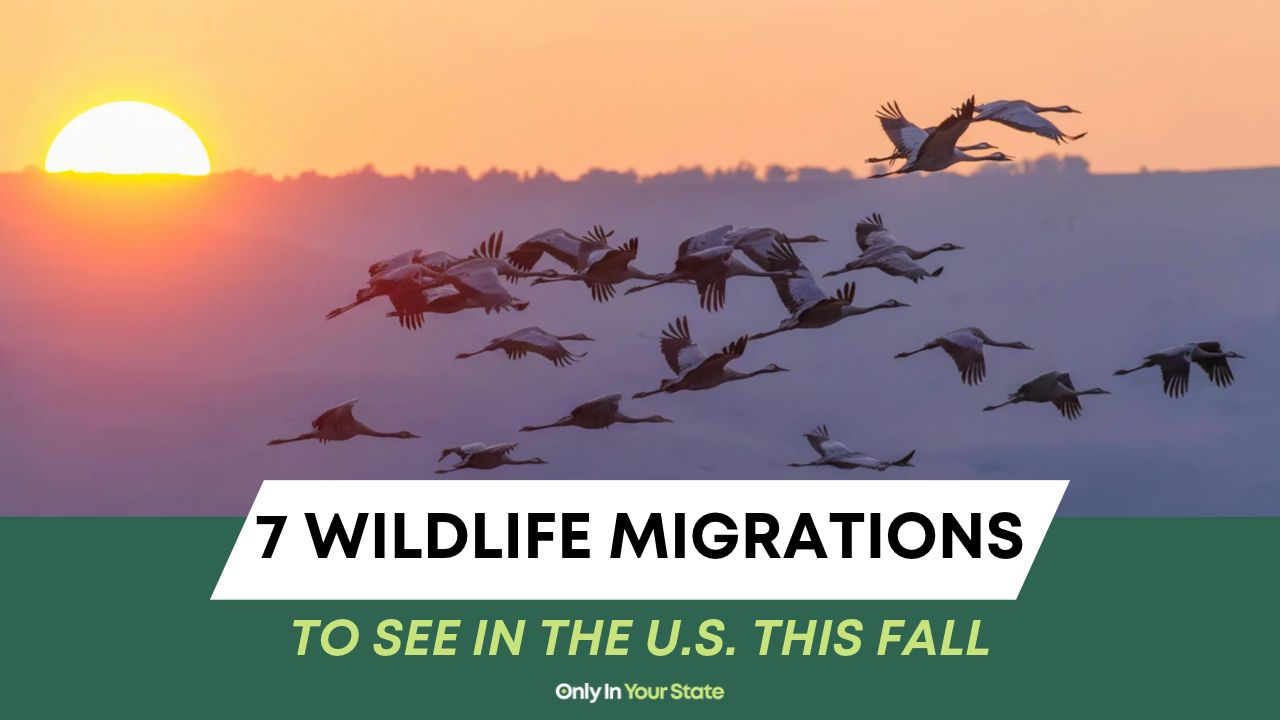 7 remarkable wildlife migrations to see in the US this fall