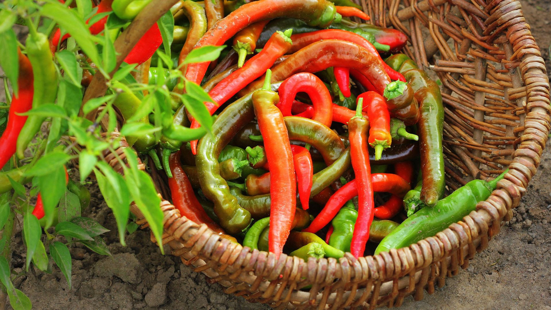 Grow a bonchi pepper tree this fall – give your peppers a second life ...