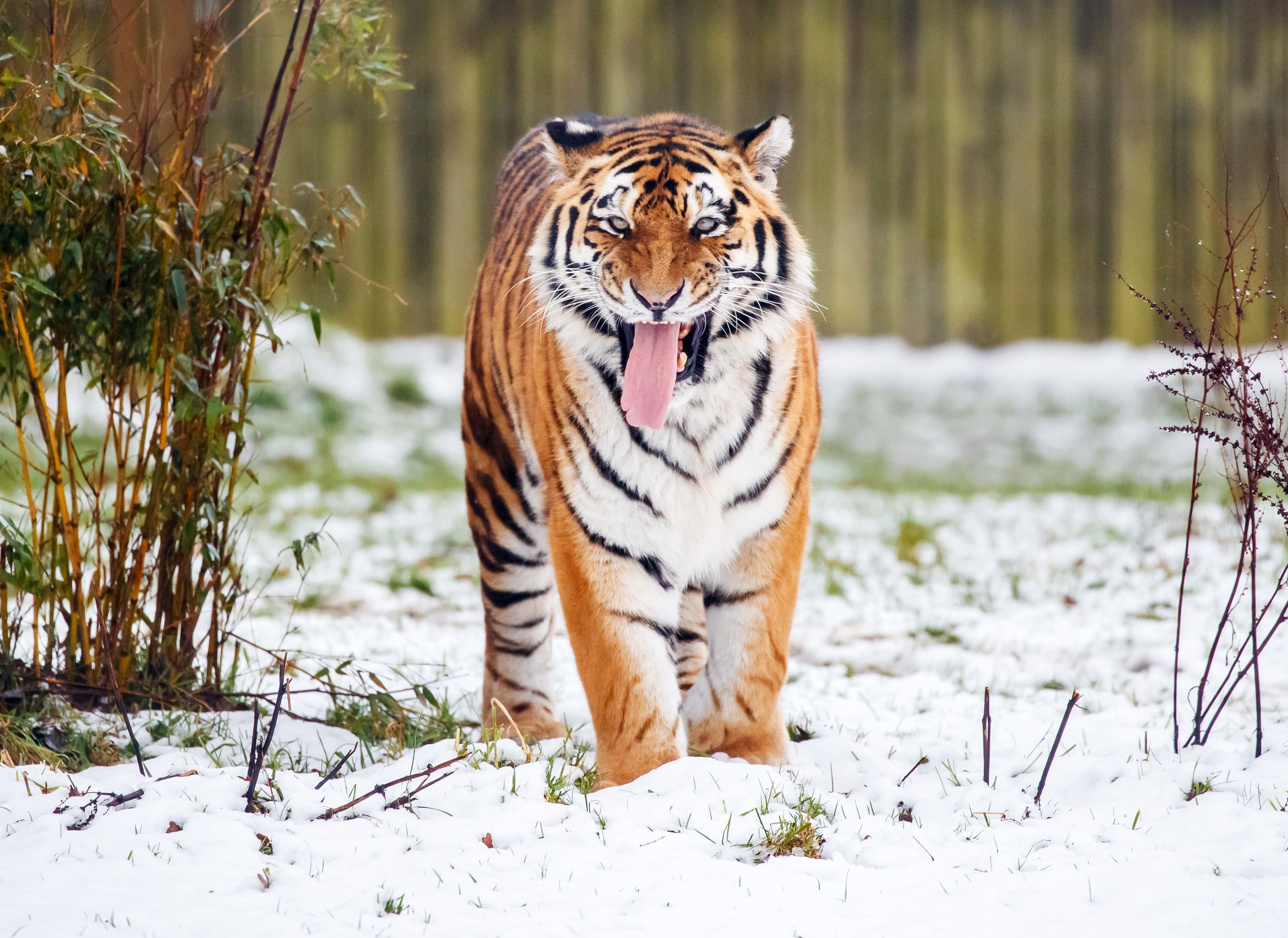 Witness: Zoo tiger mauling was 'the strangest thing'