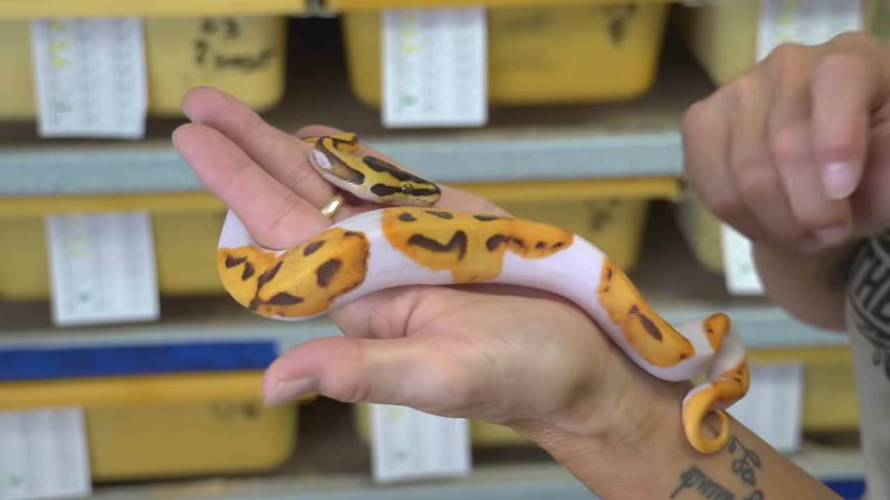 They bred these snakes hoping for something rare… then this baby hatched
