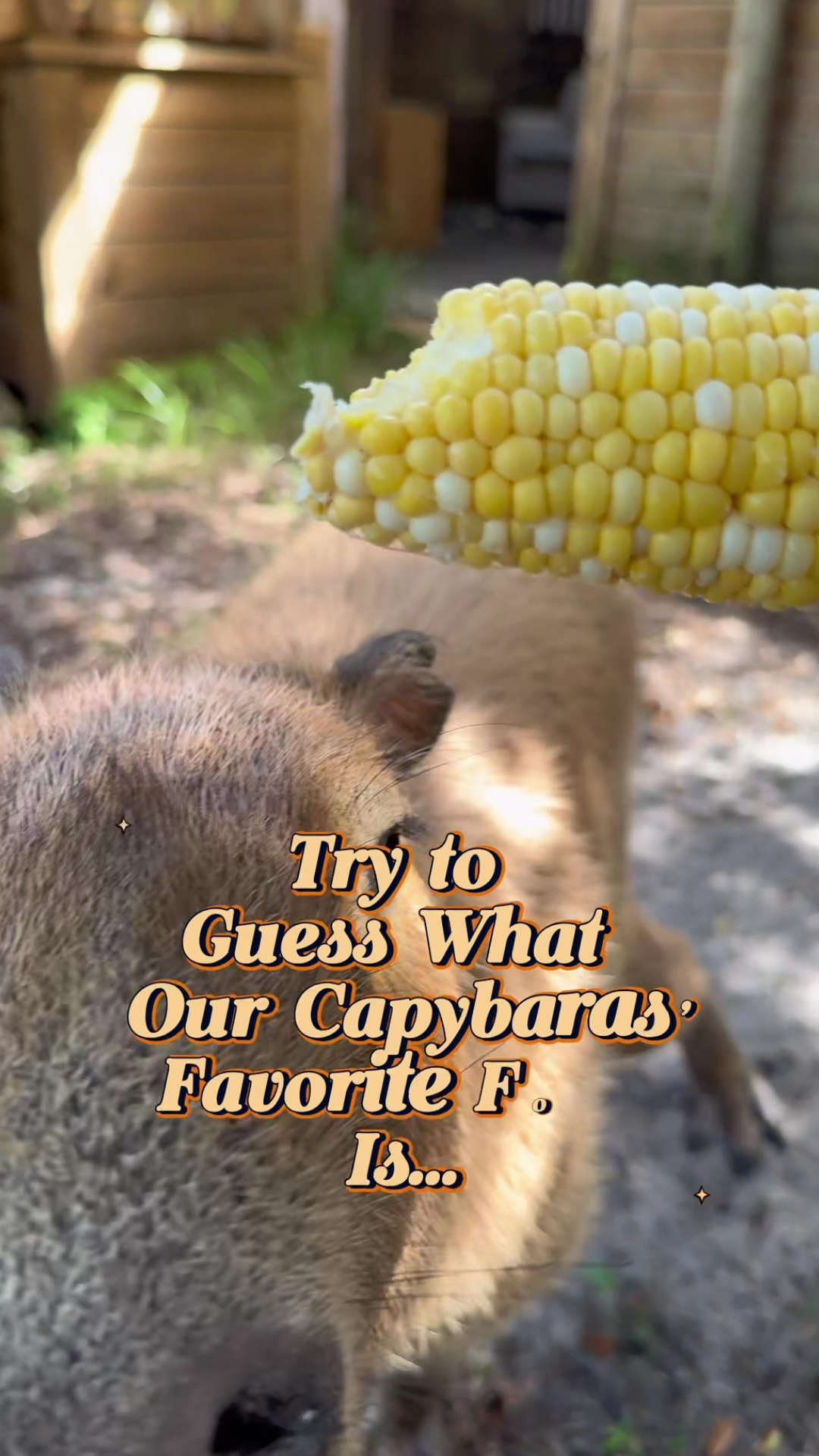 Capybara food secrets behind their crunchy corn snack