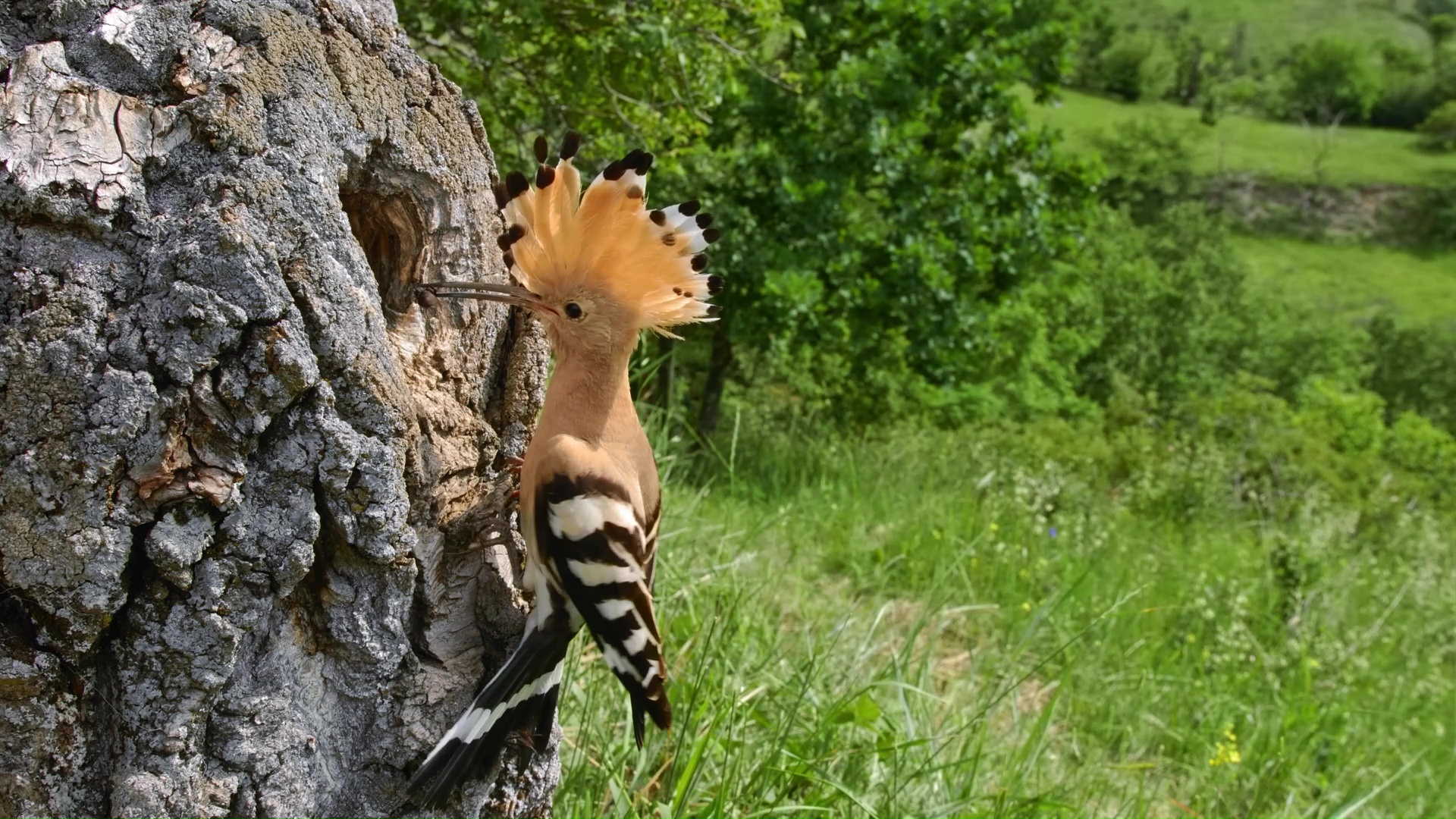 I filmed a hoopoe doing something rare on camera