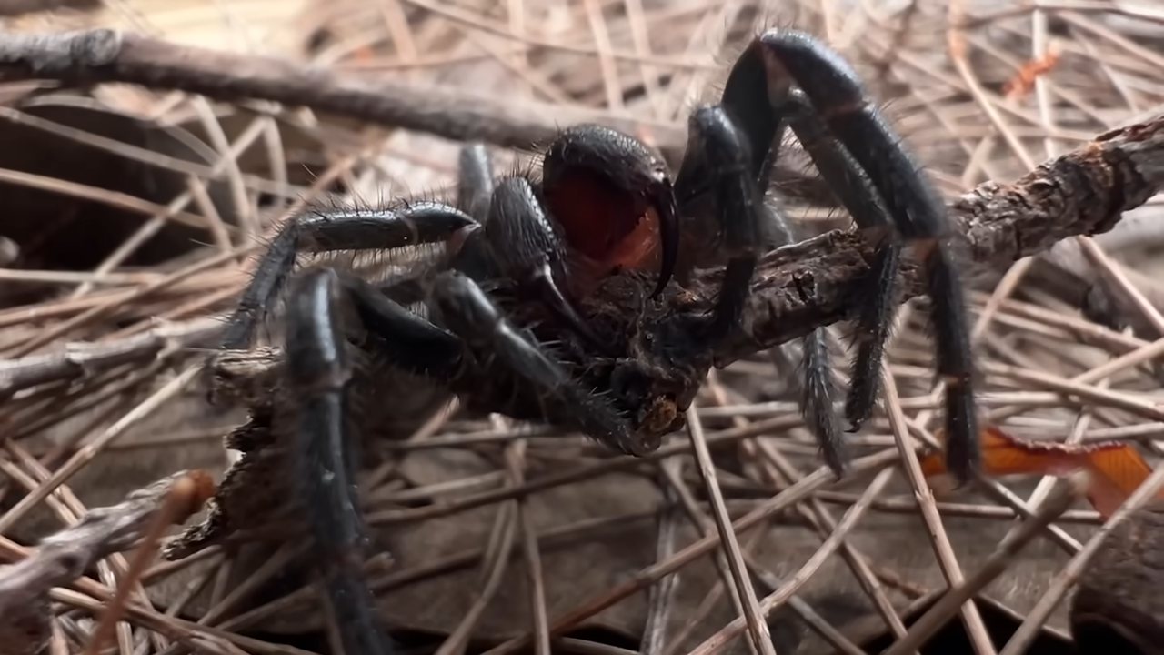 Australia has some terrifying animals, but these 5 are on another level