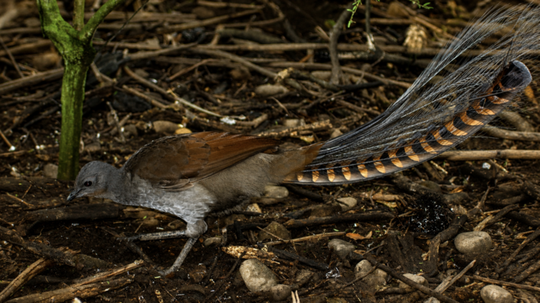This bird can mimic almost any sound, from chainsaws to human speech