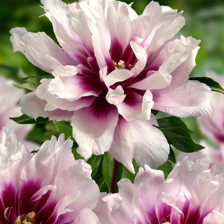 What peonies need in October – 6 easy tasks to prepare for winter and ...