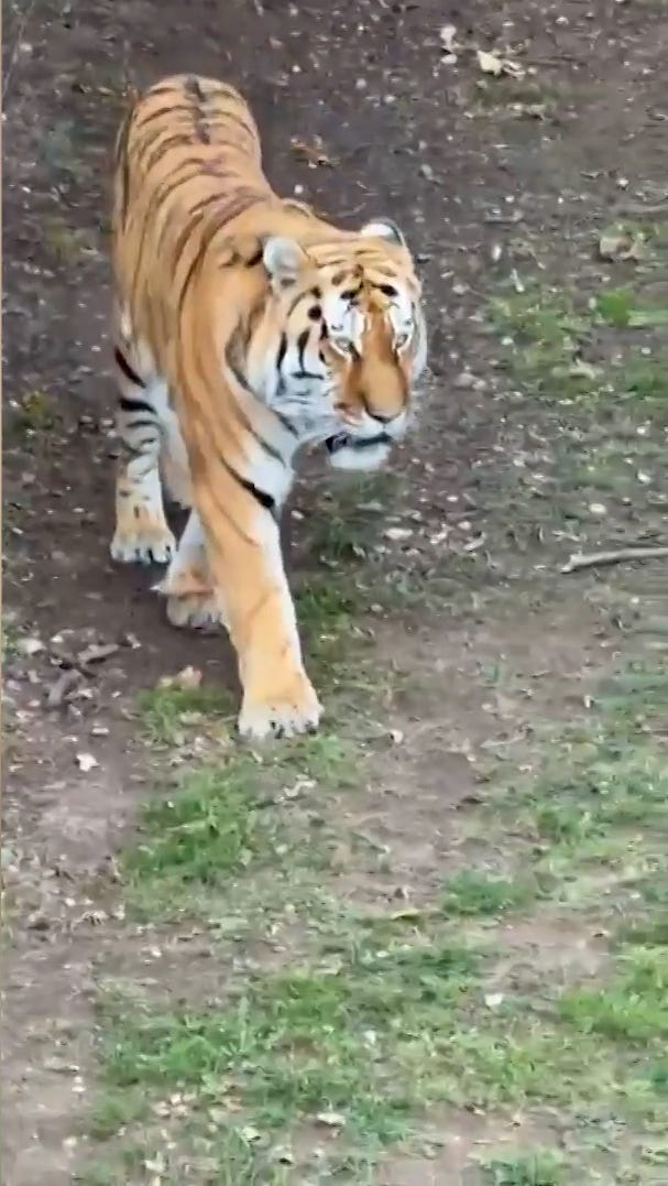 Visitors evacuate wildlife park after man dies in tiger attack