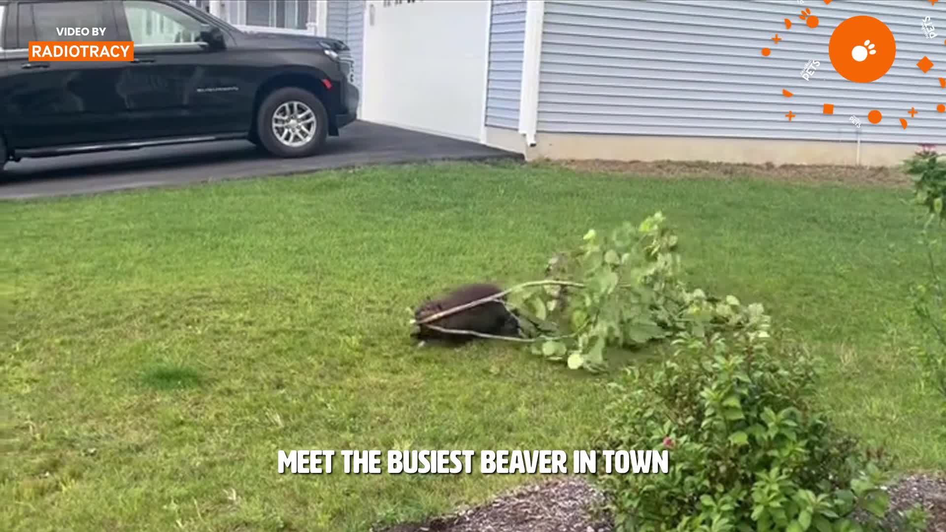 New Hampshire residents keep spotting a beaver carrying something