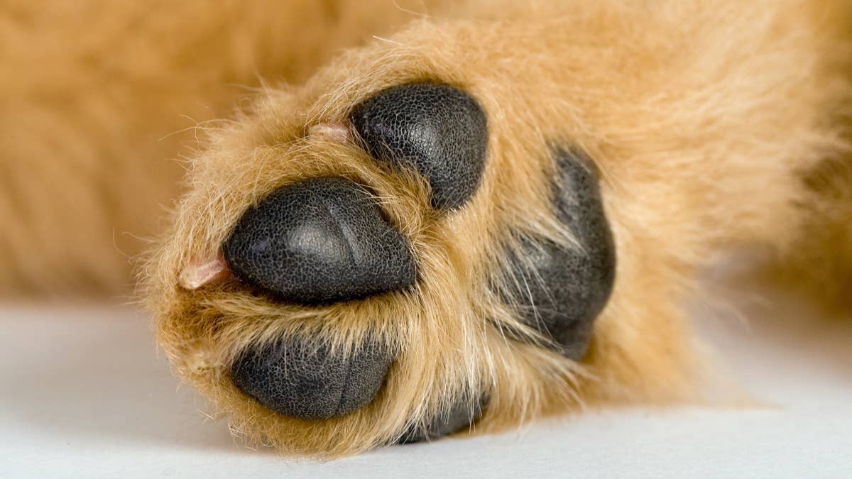Golden retriever becomes mama to the coolest litter of roly-poly puppies