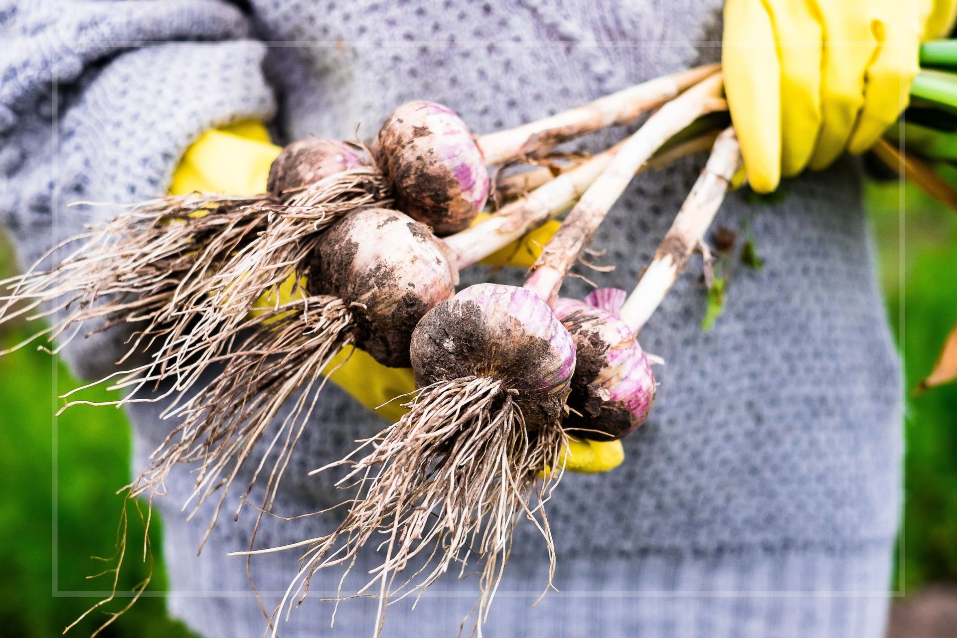 Expert shows how to grow garlic for free, using just one supermarket clove
