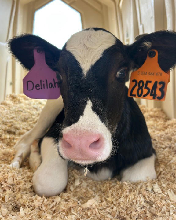 New York schools adopt three dairy calves via Bilow Farms