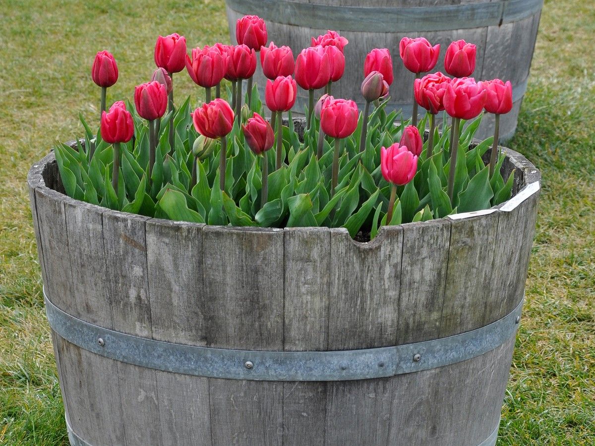 How to grow tulips in patio containers