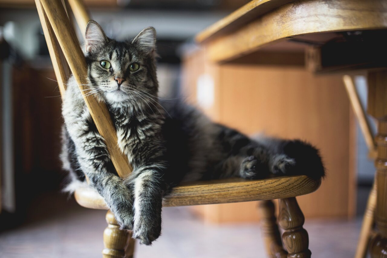 Some house cats carry a gut parasite that can infect humans, study finds