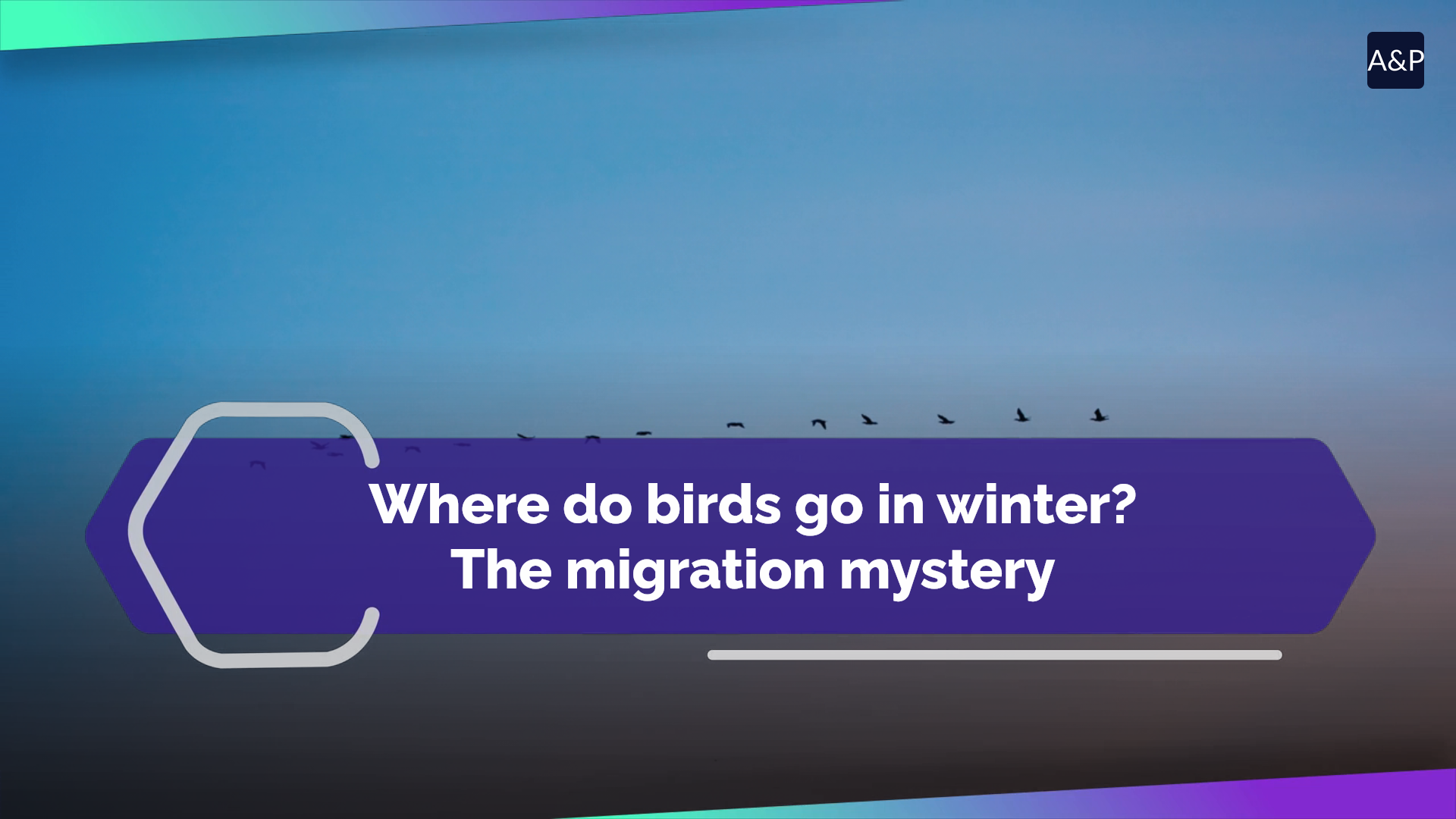 Where do birds go in winter? The migration mystery
