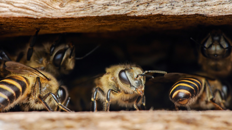 She Transforms Wood Boards And Shavings Into A Functional Beehive With ...