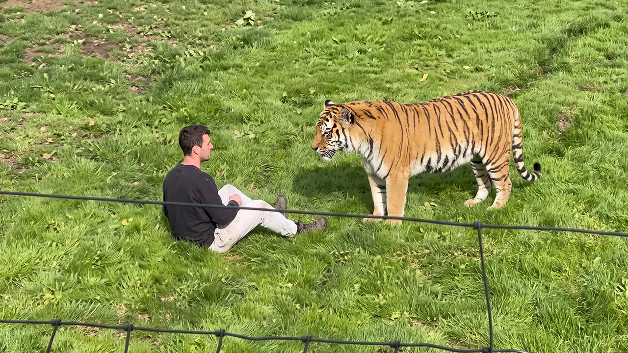 This tiger killed a man in its enclosure — and people just watched