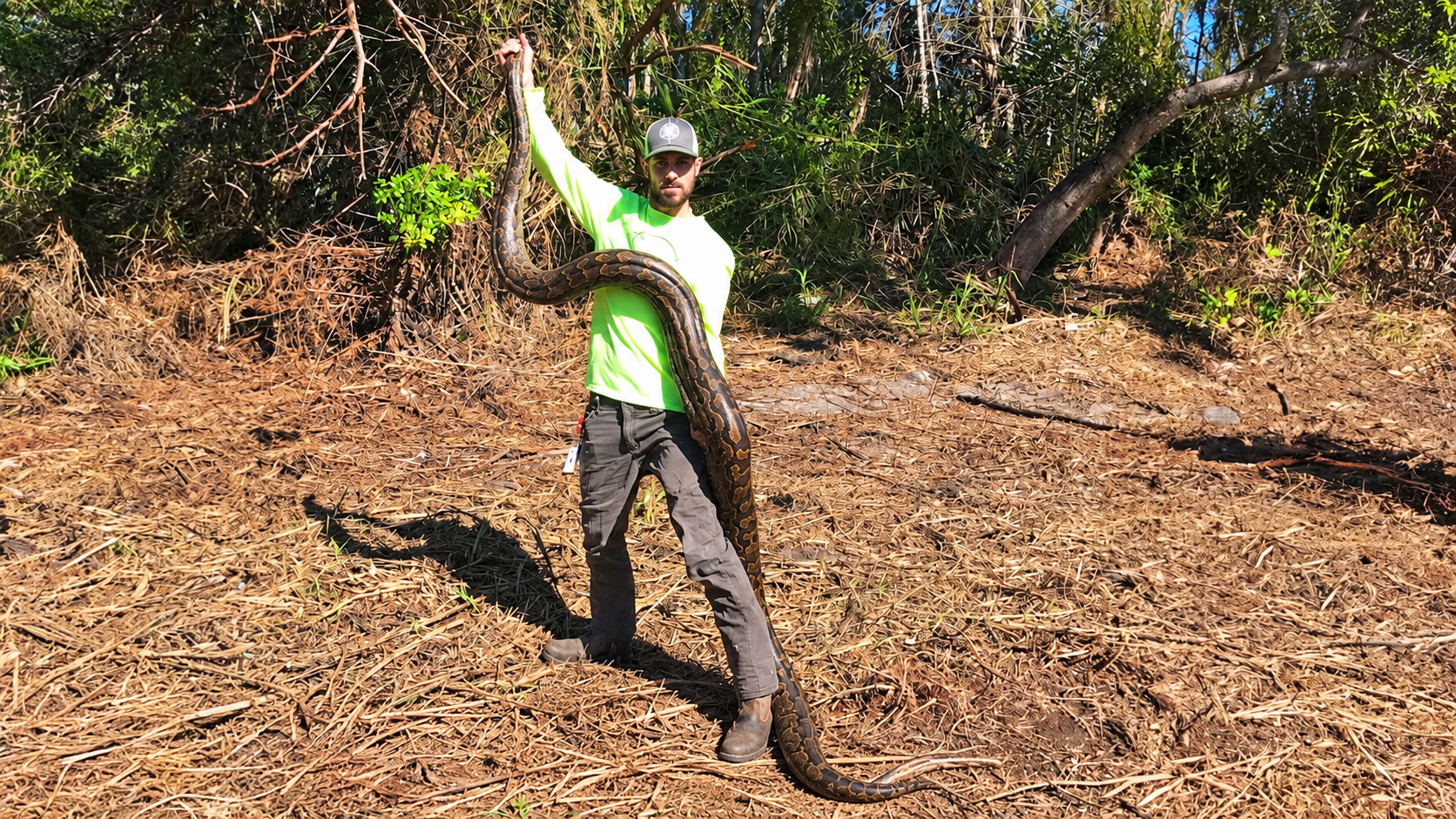 Hired to catch an African rock python after family's dog was strangled