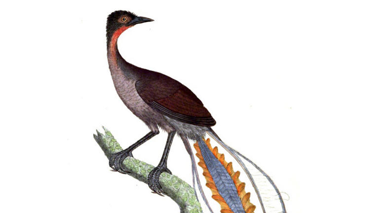 This bird can mimic almost any sound, from chainsaws to human speech