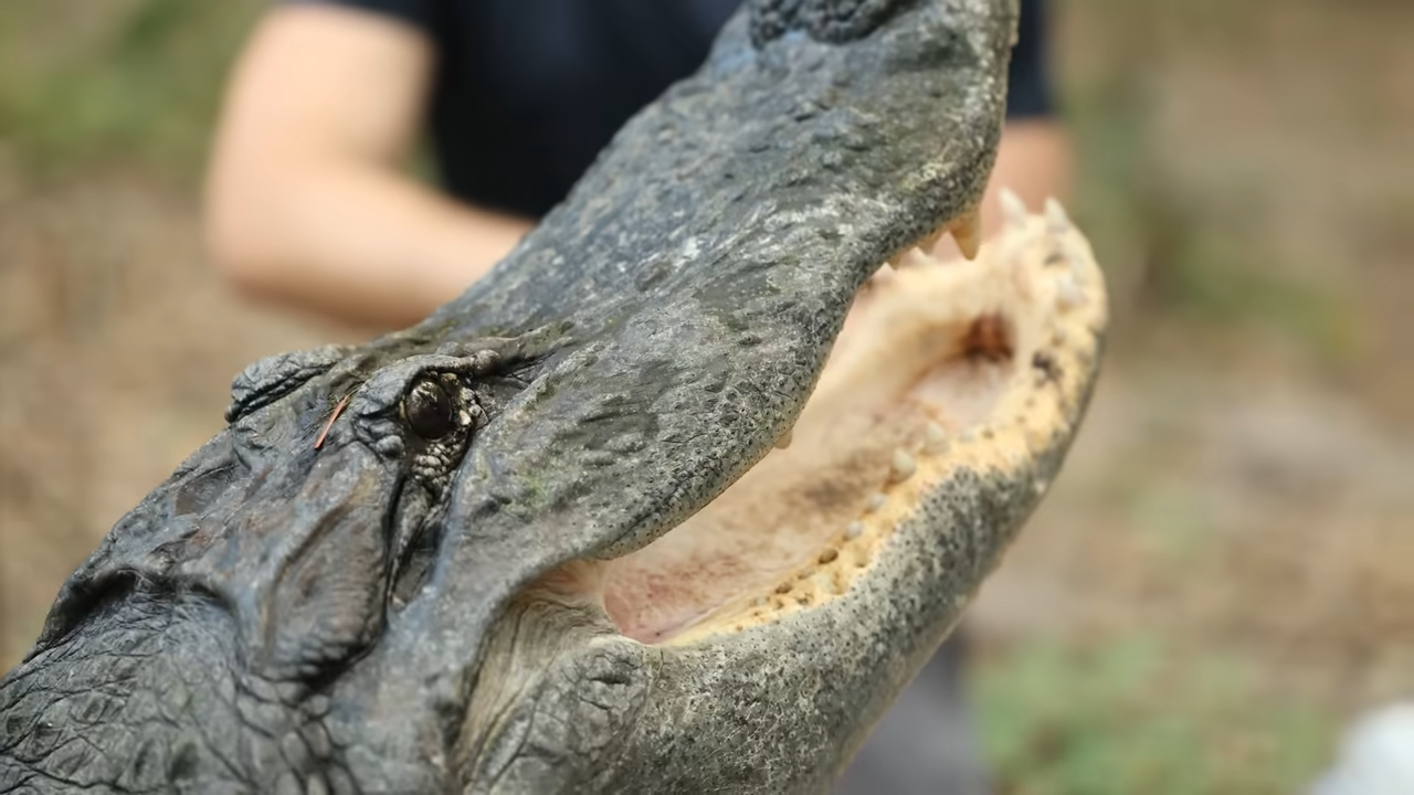 You wouldn't believe what this guy keeps in his Florida backyard