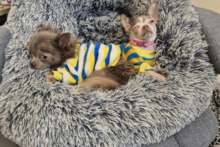 Urgent plea issued after animals found crammed inside home