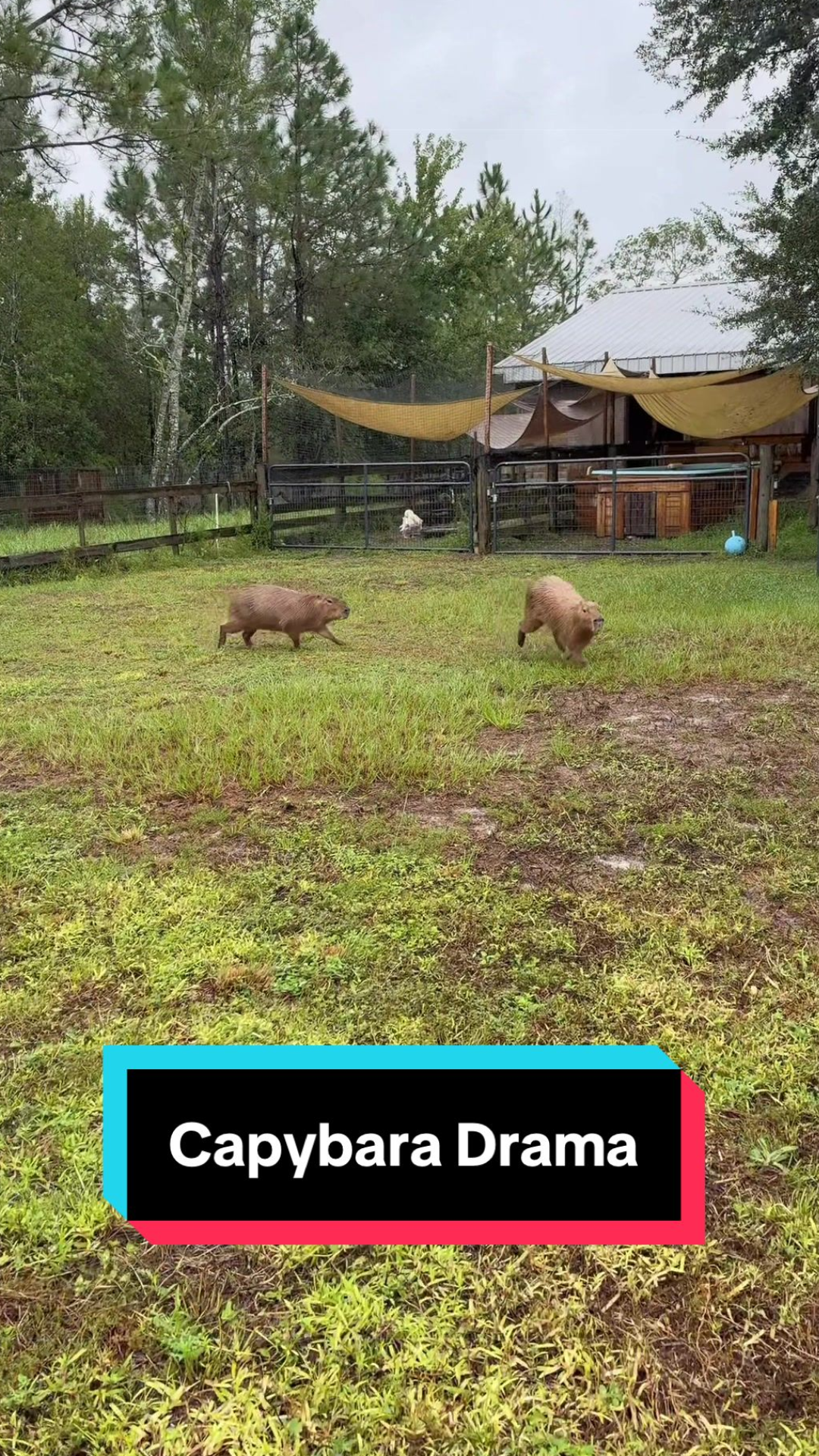 What most people misunderstand about capybara behavior