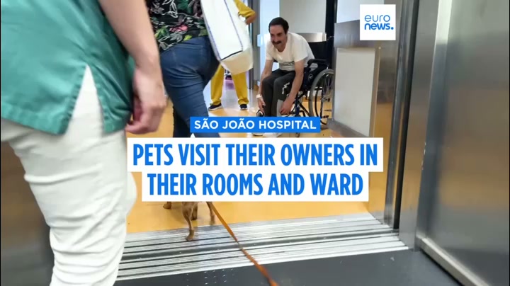 Portuguese hospital lets pets visit owners on the wards: test for ...