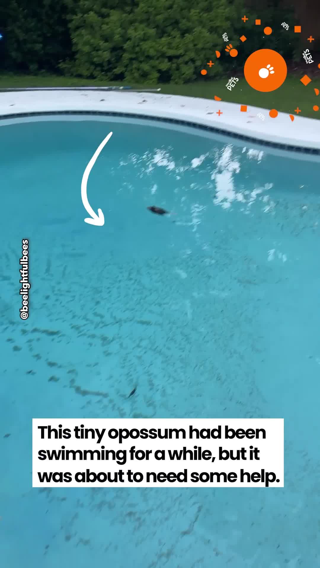 Miami homeowner spots tiny animal struggling in swimming pool