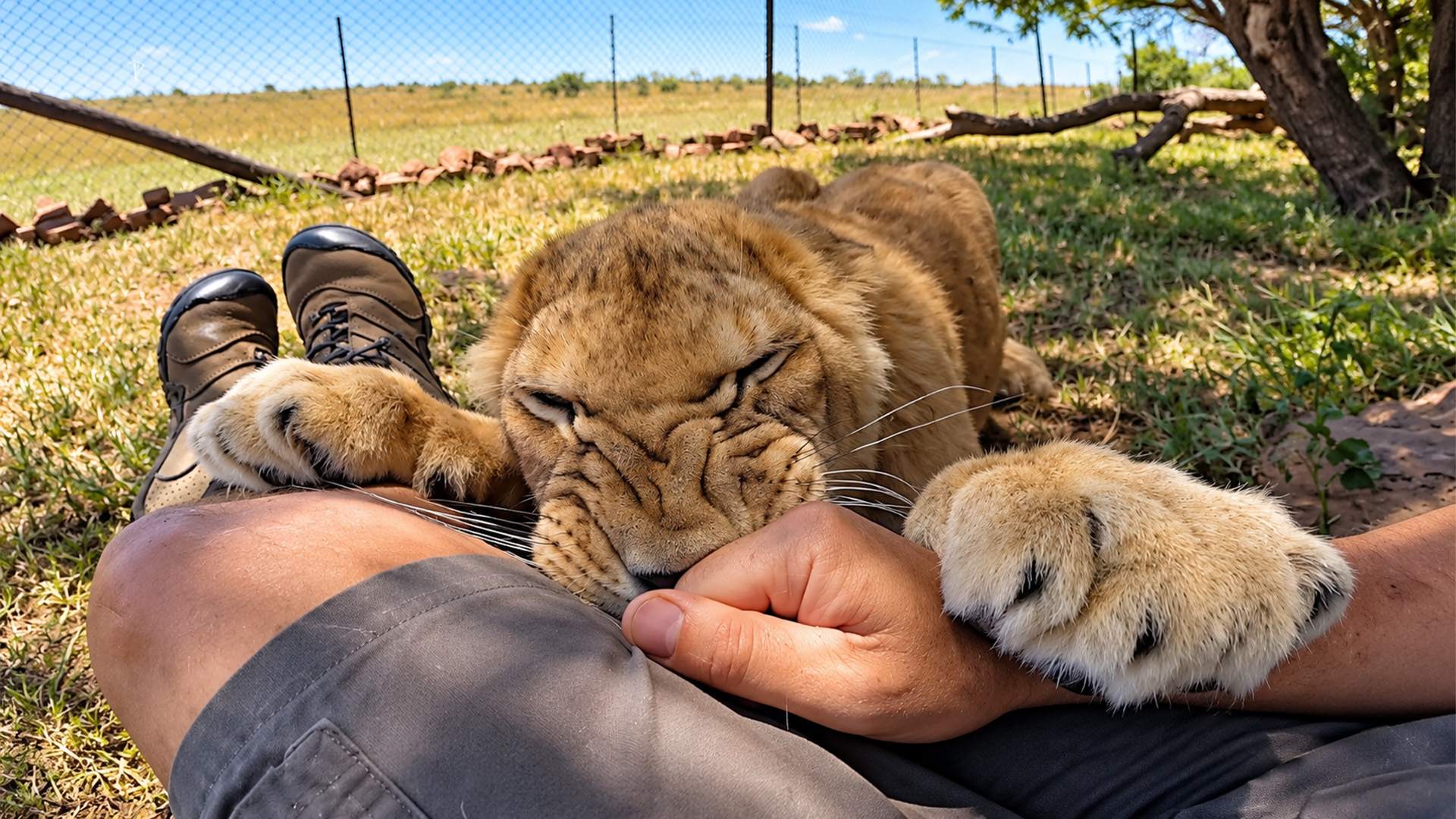 Poor Lion Faces His Eye Recovery