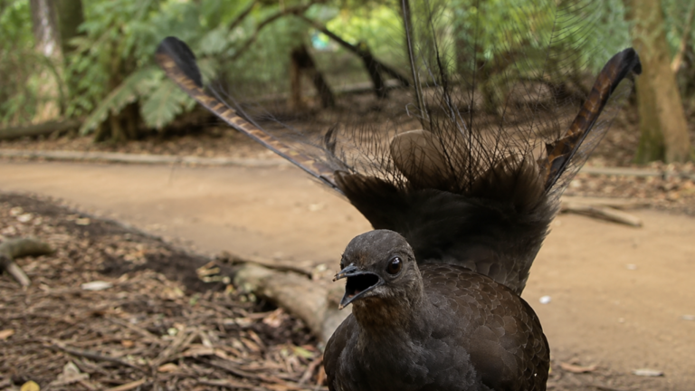 This bird can mimic almost any sound, from chainsaws to human speech