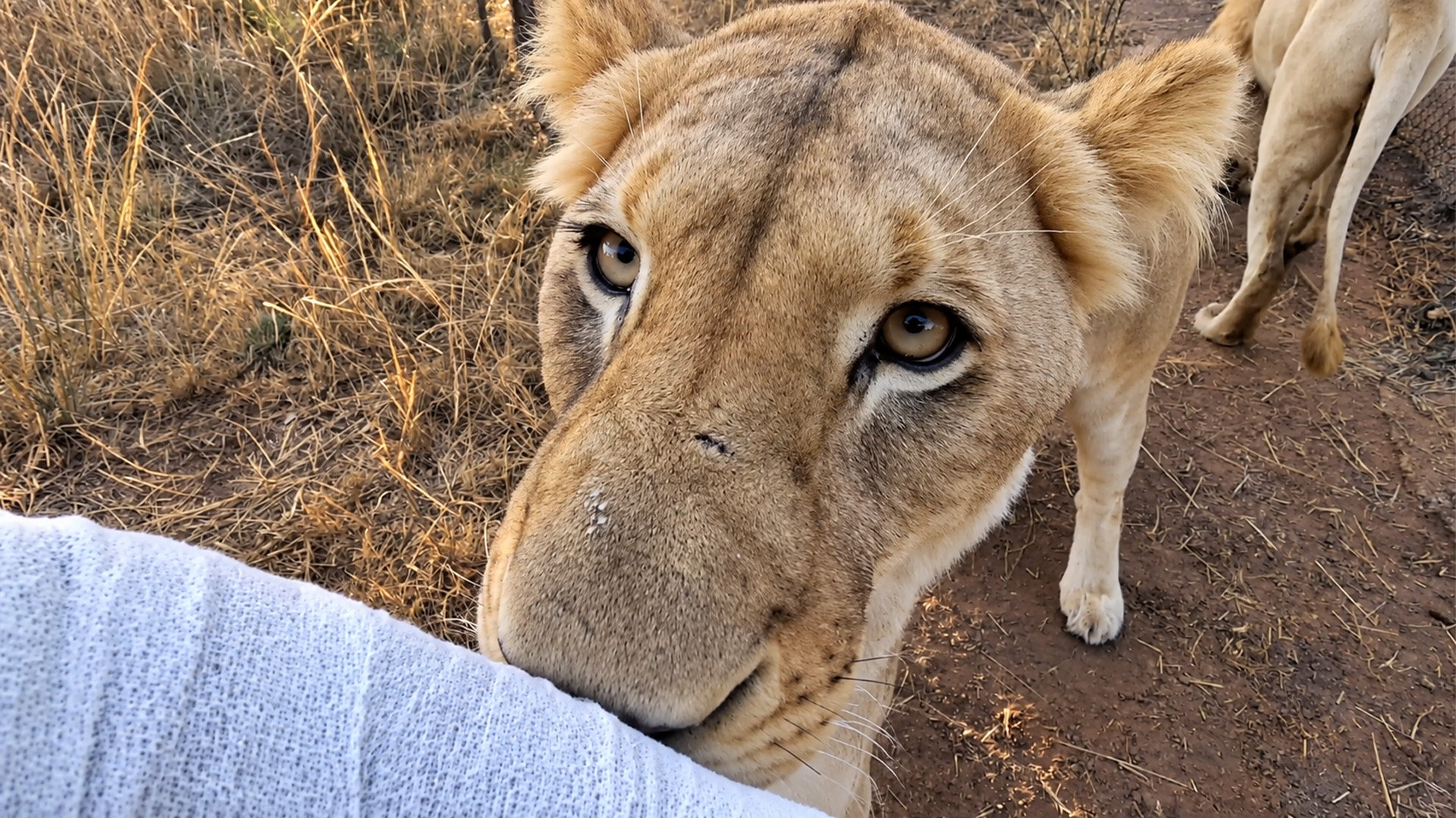 A lion greeting got very intense