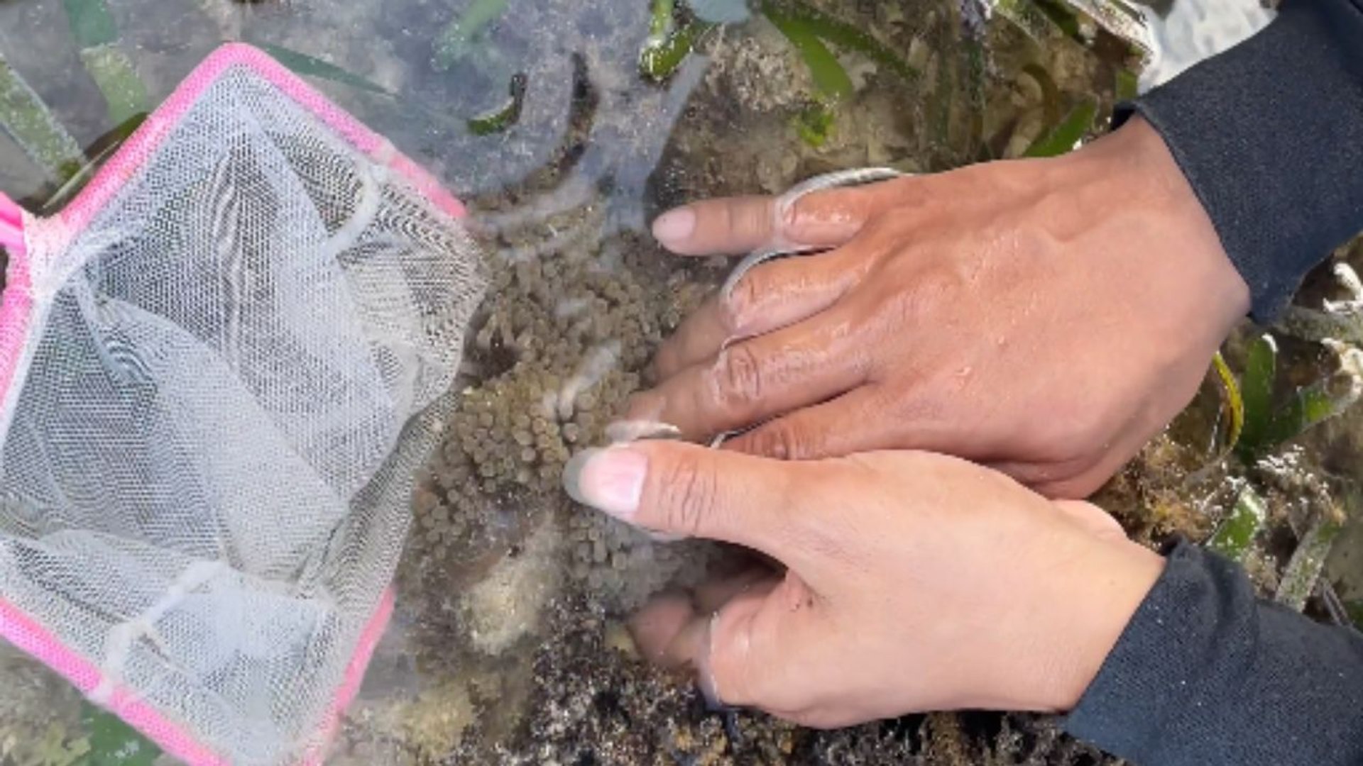 Unexpected low-tide surprise as clownfish slip through a small net in a ...