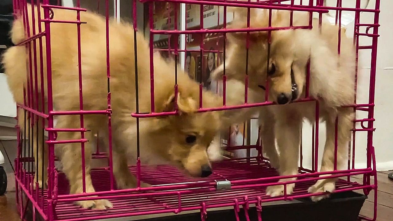 Little escape artists: Puppies outsmart kennel door