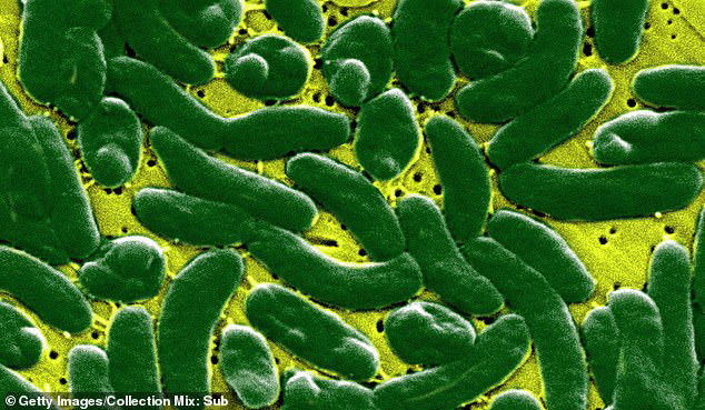 Flesh-eating bacteria pose threat to millions in path of Hurricane Isaias