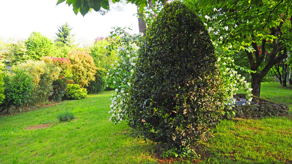 Deer keep coming back to your yard? Here's what to plant around your ...