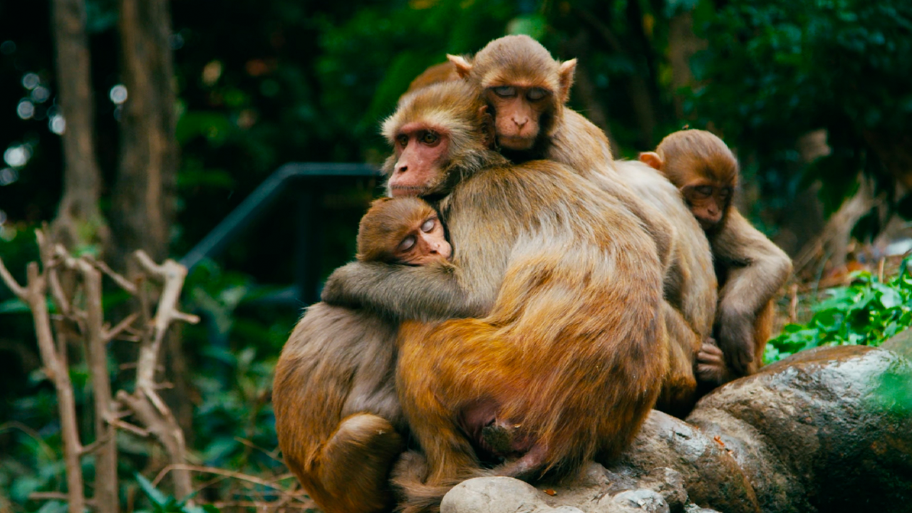 Watch these emotional moments as these monkeys sleep in each other’s arms