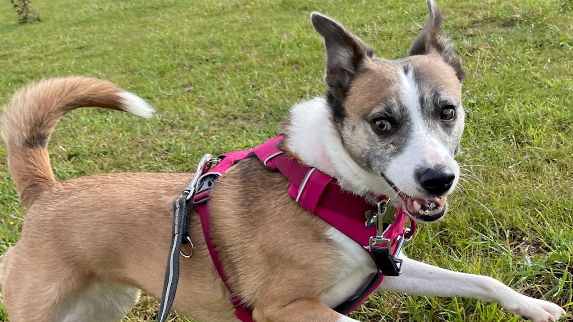 Britain's 'loneliest dog' finds a home after social media appeal