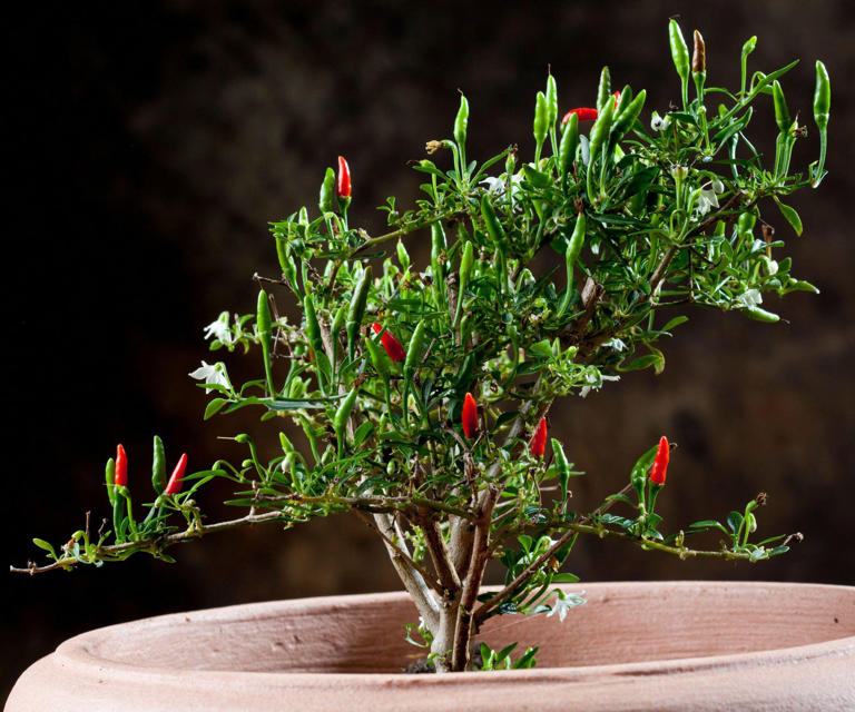 Grow a bonchi pepper tree this fall – give your peppers a second life ...