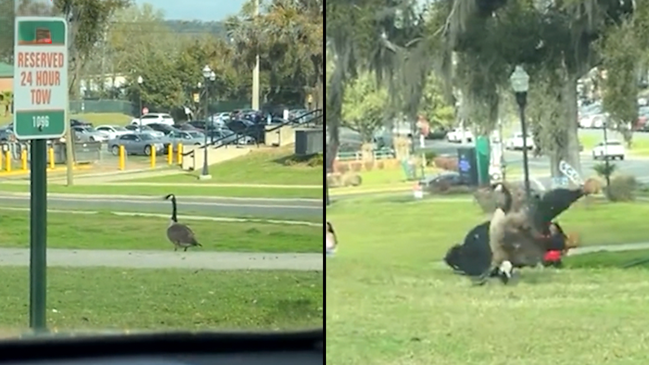 Geese guard the path and chase off anyone who gets too close