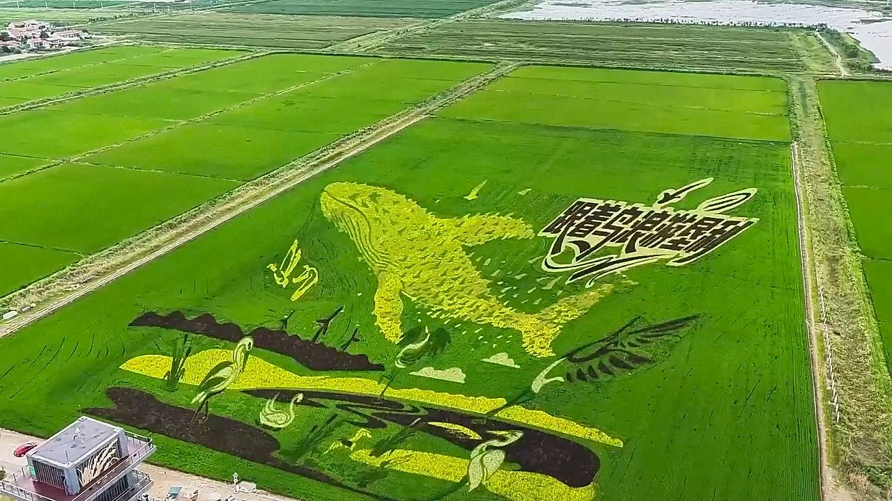 Farmers turn rice field into giant art piece in China