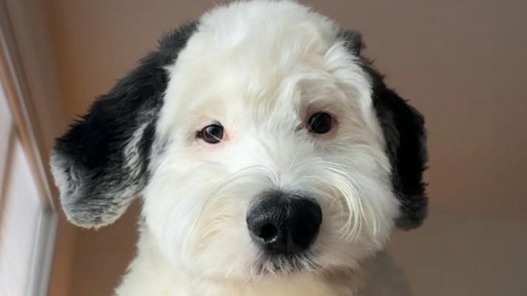 This Sheepadoodle Looks Just Like A Real-Life Snoopy & TikTok Is Obsessed