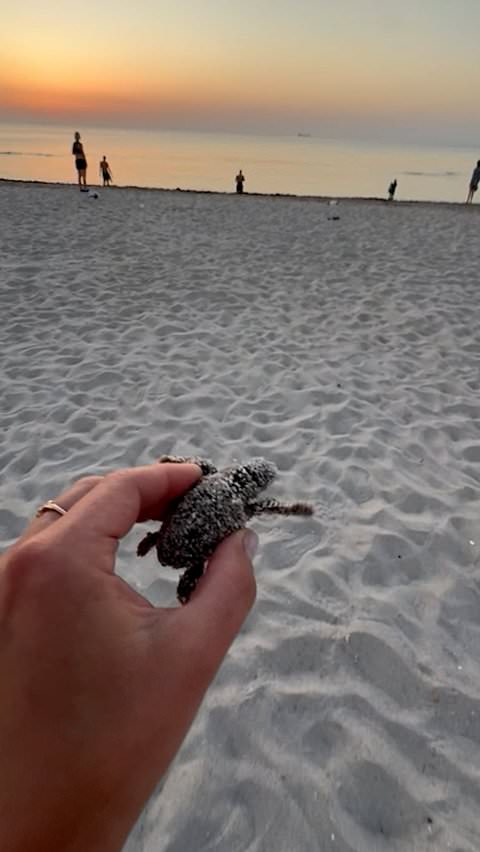 Woman rescues baby sea turtle from seagull