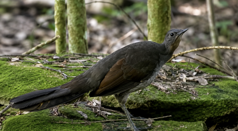 This bird can mimic almost any sound, from chainsaws to human speech