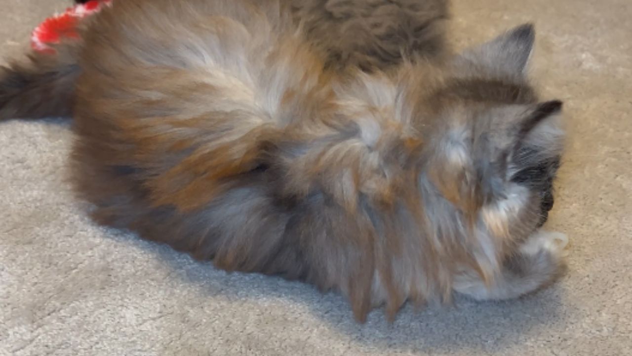 Kitten proudly embraces its status as 'house baby' by seizing child's ...
