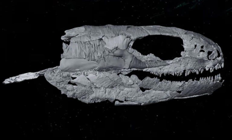 A 345-million-year-old fossil has turned a decades-old scientific ...