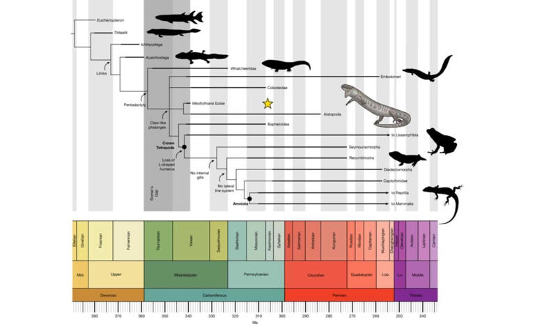 A 345-million-year-old fossil has turned a decades-old scientific ...
