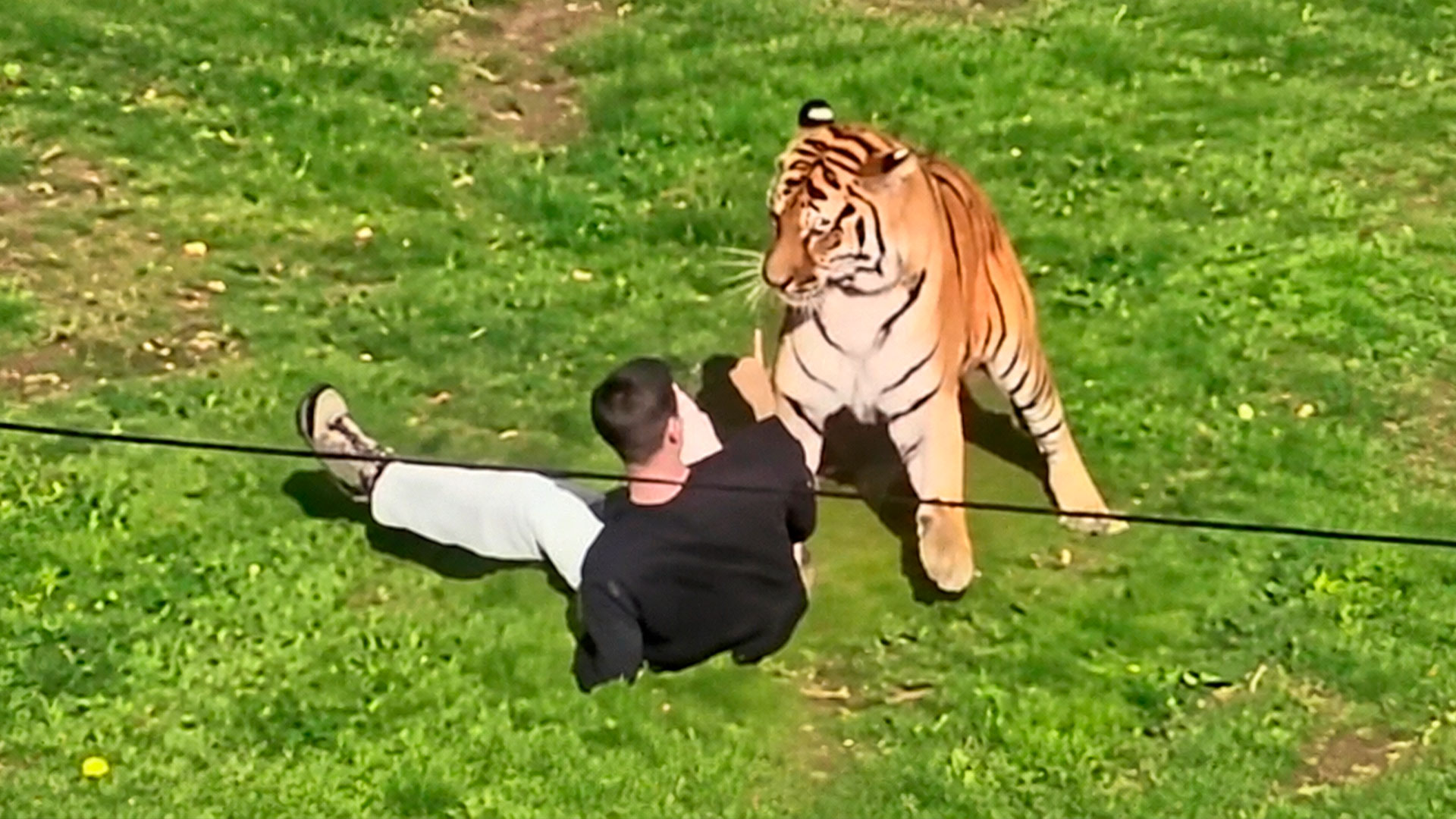 Disturbing new details about the UK zoo tiger attack emerge