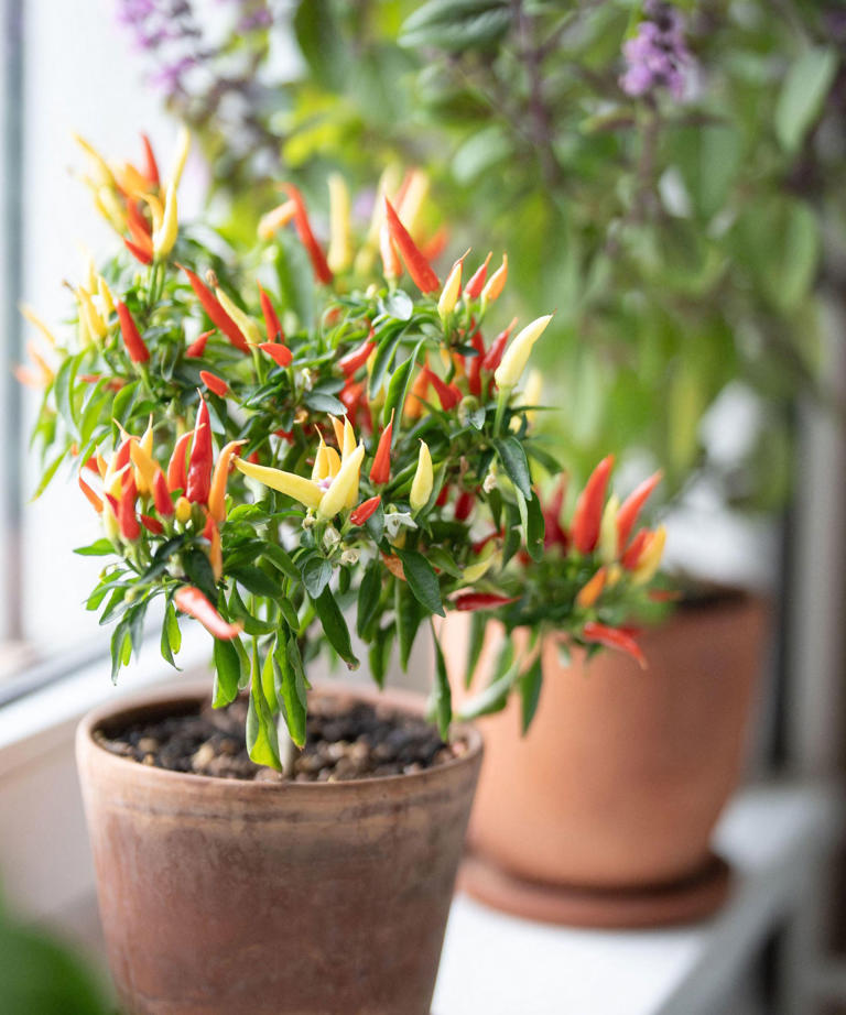 Grow a bonchi pepper tree this fall – give your peppers a second life ...
